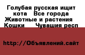 Голубая русская ищит кота - Все города Животные и растения » Кошки   . Чувашия респ.